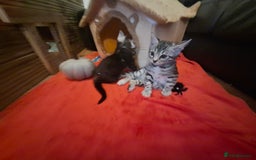 Bengal cats for sale: 🌟 Premium Bengal Tica Kittens – 5★Breeder 🌟 - Image 21