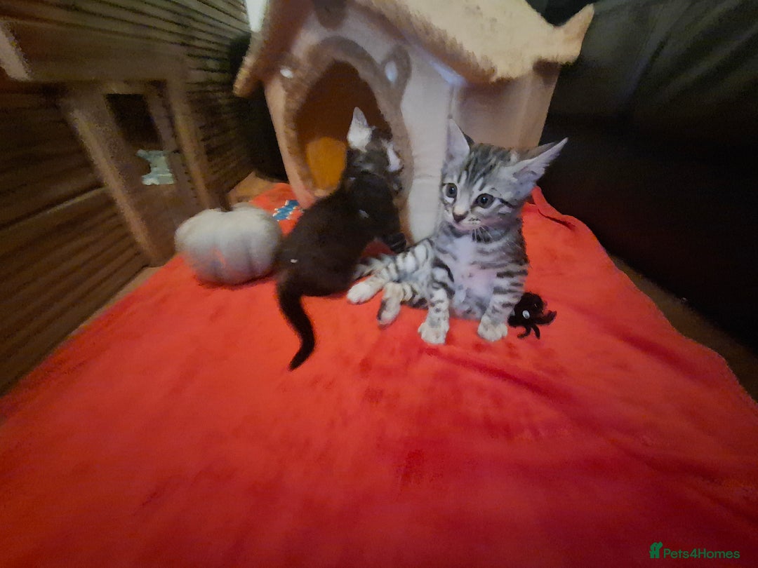 Bengal cats for sale: 🌟 Premium Bengal Tica Kittens – 5★Breeder 🌟 - Image 21