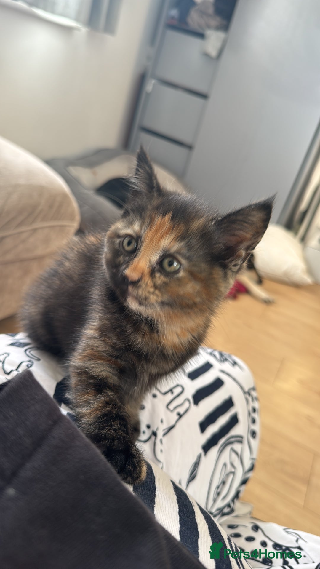 British Shorthair cats for sale: Adorable 11 week old female calico  - Advert 4