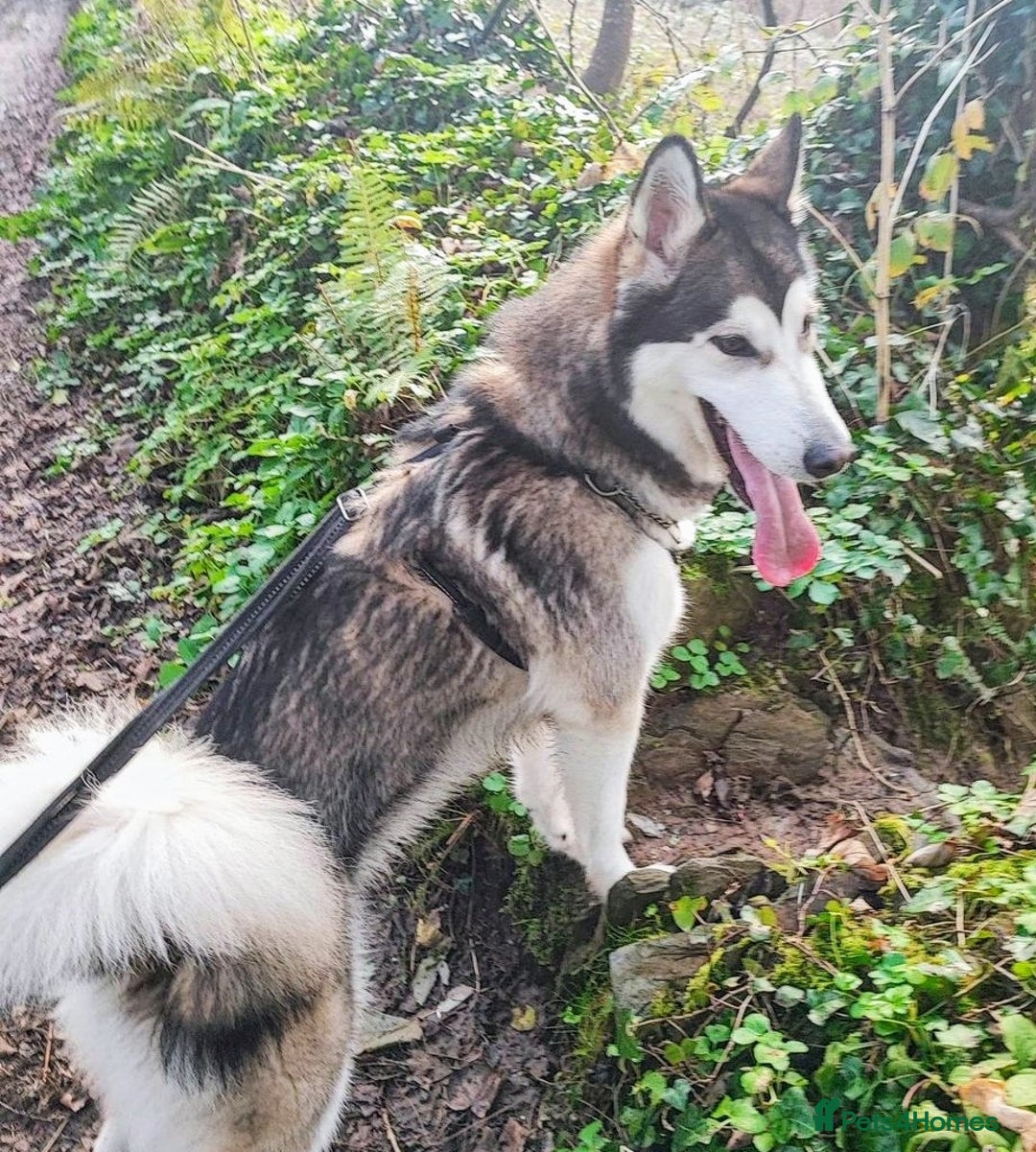 Utonagan dogs for sale: Maliky/ huskymute puppies  - Advert 5