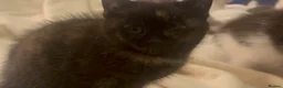 Mixed Breed cats for sale: Adorable moggie litter  in Machynlleth - Advert 2