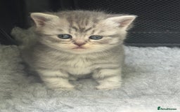 British Shorthair cats for sale: British short hair / Scottish striaght  - Image 9