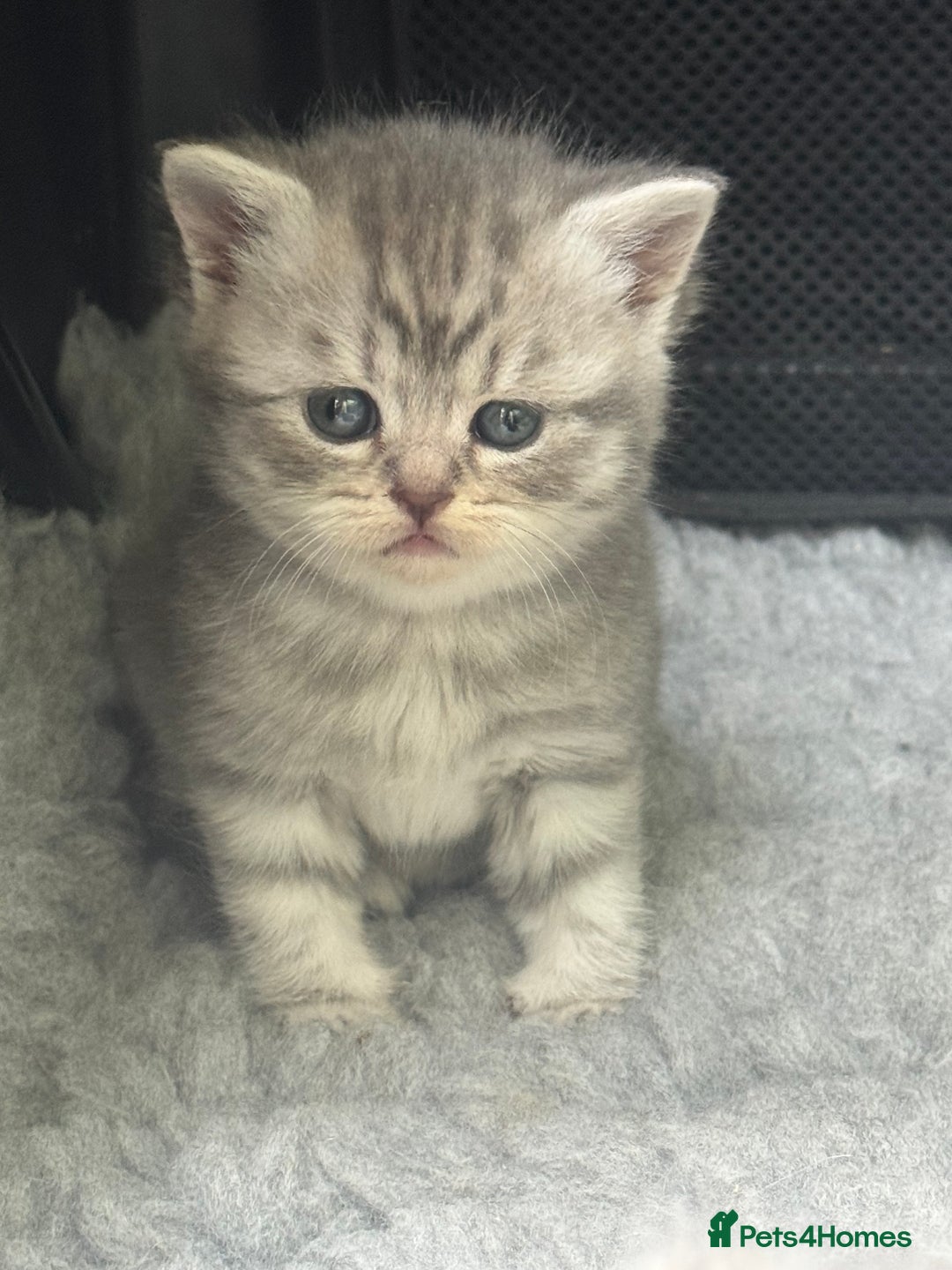 British Shorthair cats for sale: British short hair / Scottish striaght  - Image 9