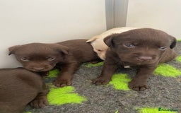 Labrador Retriever dogs for sale: Chocolate Labrador puppies  in Whitchurch - Image 18