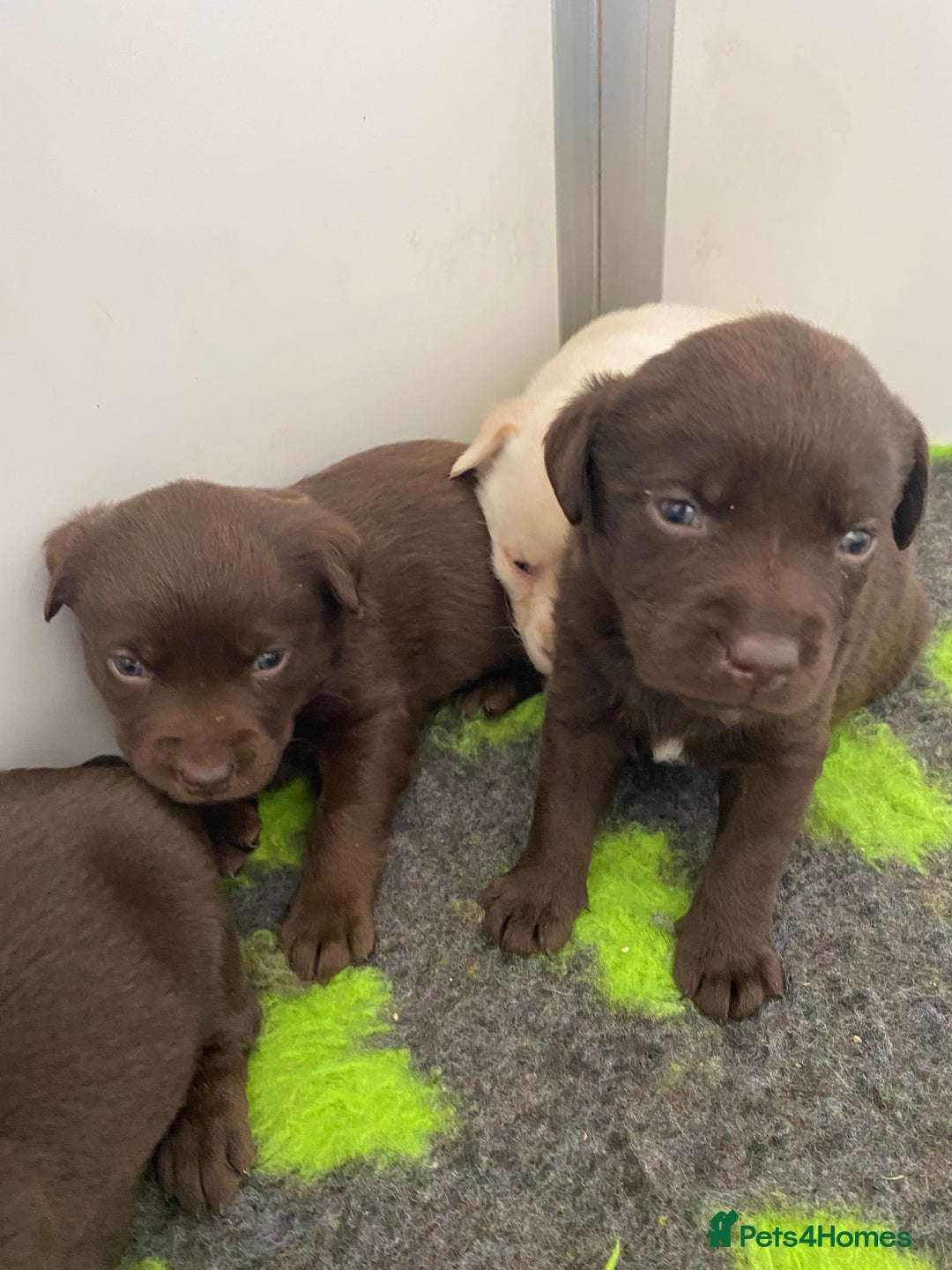 Labrador Retriever dogs for sale: Chocolate Labrador puppies  in Whitchurch - Image 18