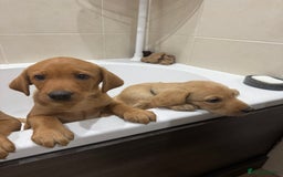 Labrador Retriever dogs for sale: Beautiful kc reg Labrador pups - Image 2