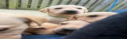 Goldador dogs for sale: Beautiful dark goldador puppies last few left 😍 - Advert 11