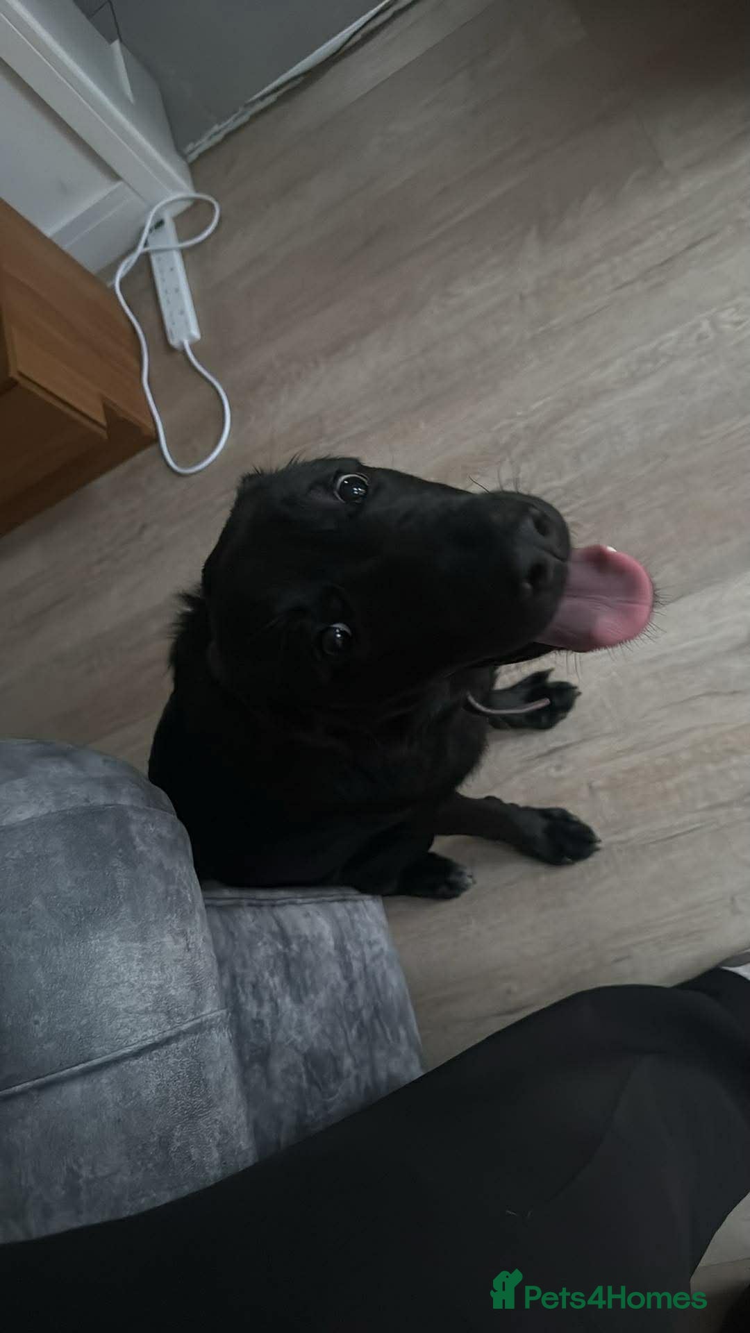 Sheprador dogs German Shepard x Labrador  - Advert 2