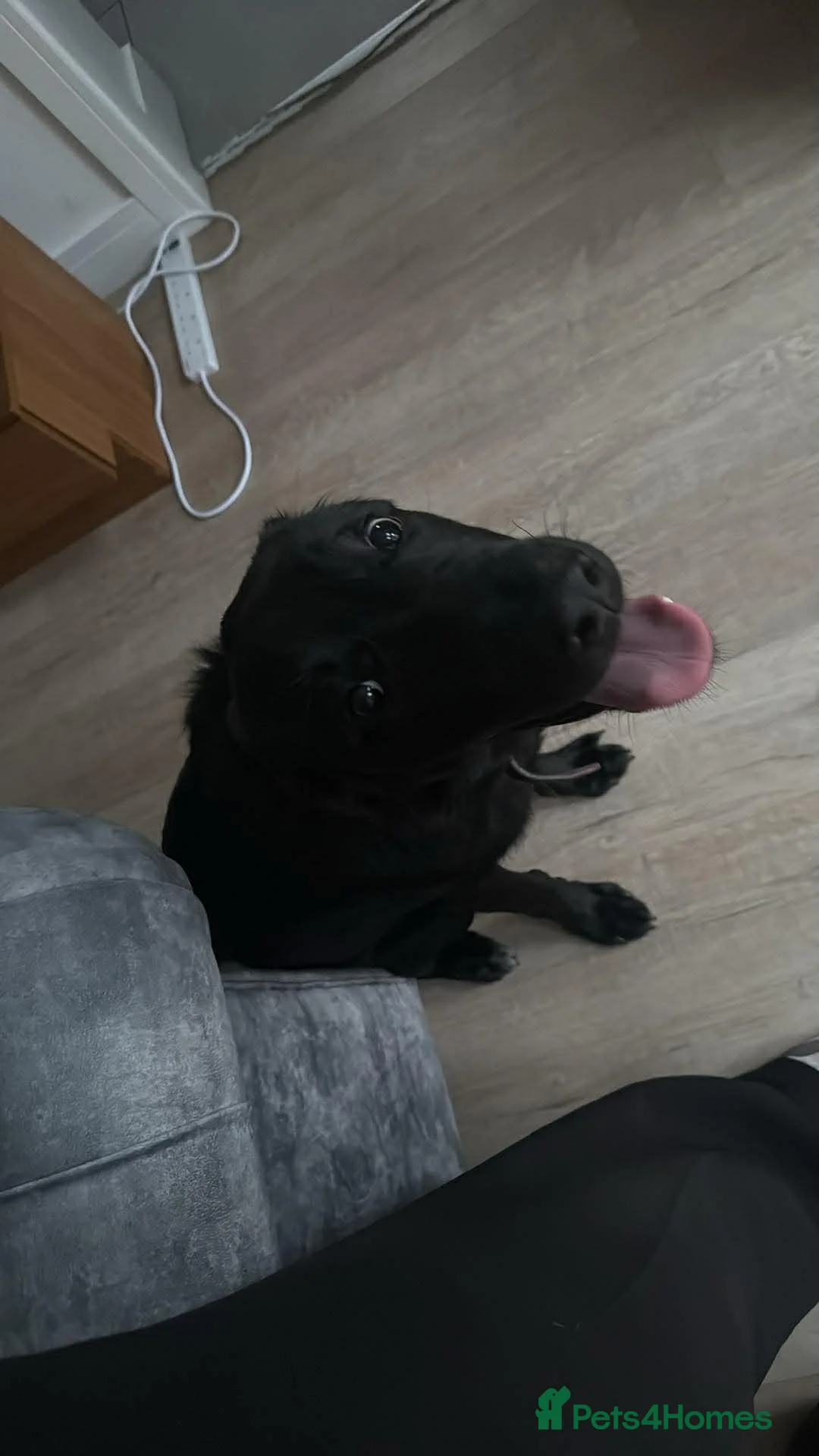 Sheprador dogs for sale: German Shepard x Labrador  - Advert 1