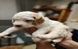 Cockapoo dogs for sale: F3 cockapoo  - Image 4