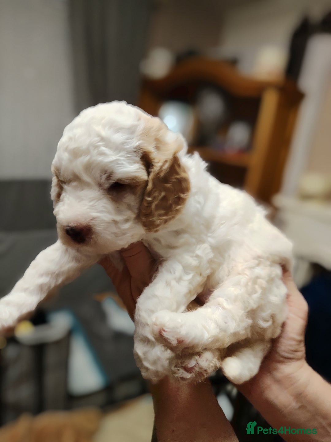 Cockapoo dogs for sale: F3 cockapoo  - Image 4