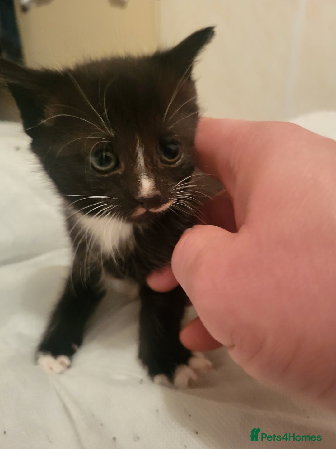 Domestic Shorthair cats for sale: KITTENS FOR ADOPTION 0£ - Image 3