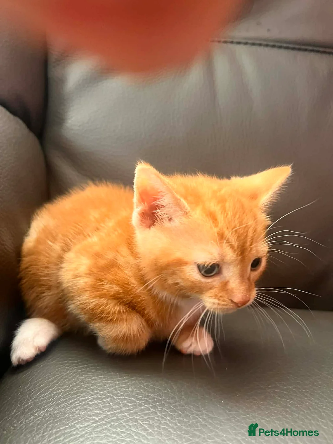 Mixed Breed cats for sale: Kittens for sale  - Advert 2