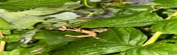 Stick Insects invertebrates for sale: Giant Prickly stick insect - Advert 3