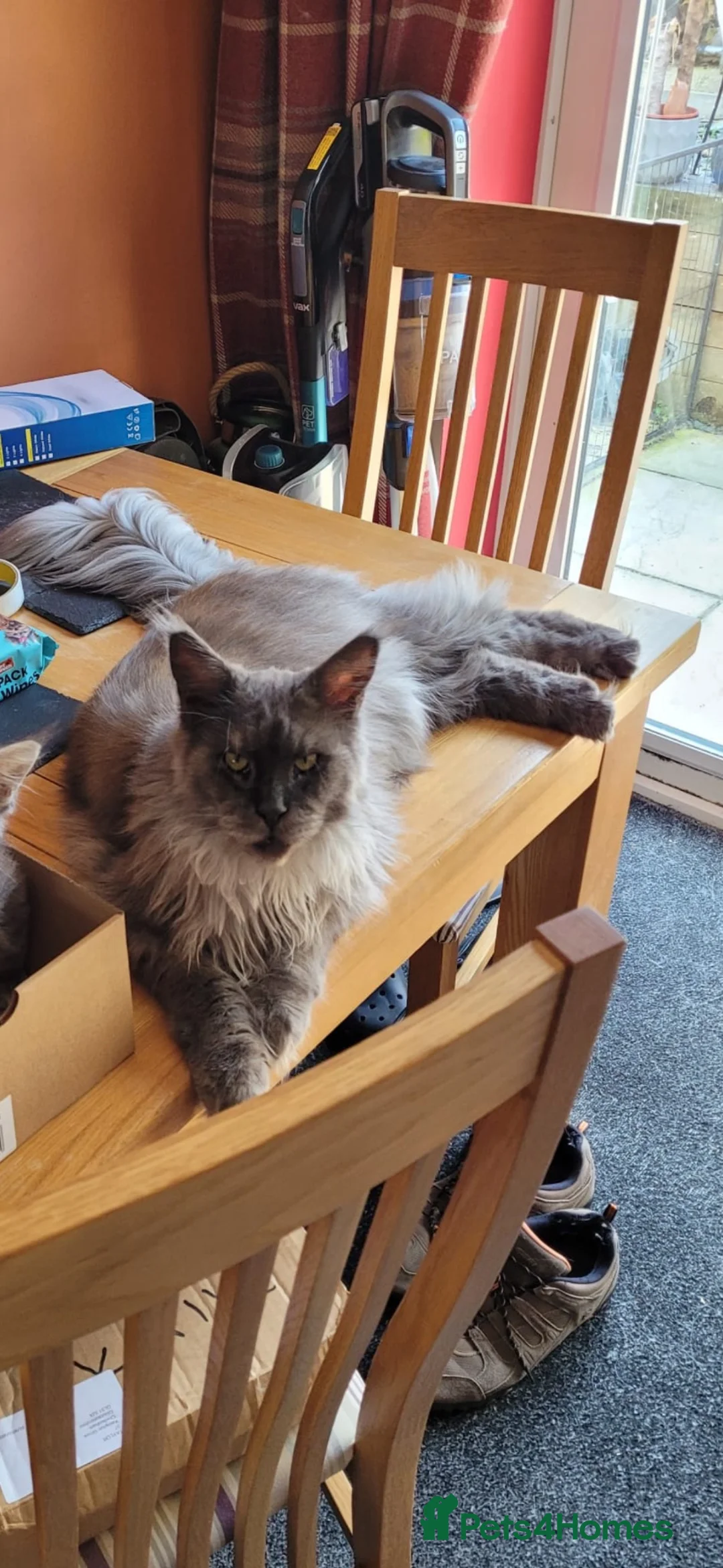 Maine Coon cats for sale: Rehoming Maine coon  in Burton-on-Trent - Advert 7