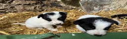 Border Collie dogs for sale: Cute border collies from Working parents - Advert 17