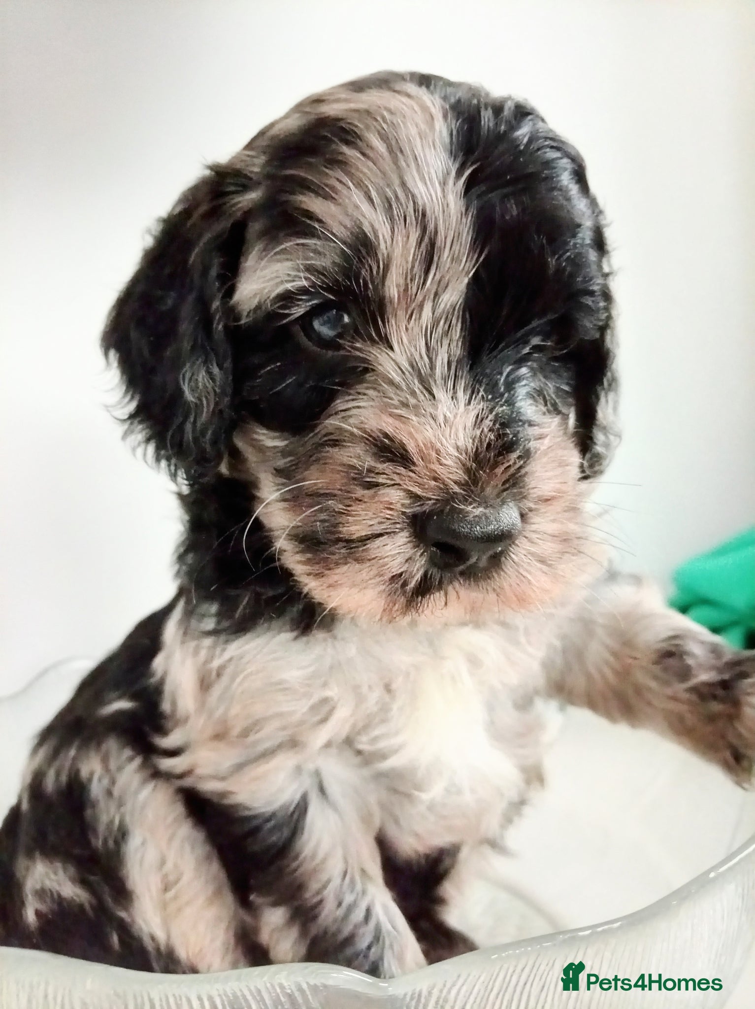 Mini Goldendoodle dogs Affectionate Mini Goldendoodle - Advert 1