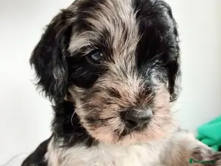 Mini Goldendoodle dogs Affectionate Mini Goldendoodle - Advert 1