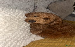 Cavapoo dogs for stud: Red cavapoo - Image 2