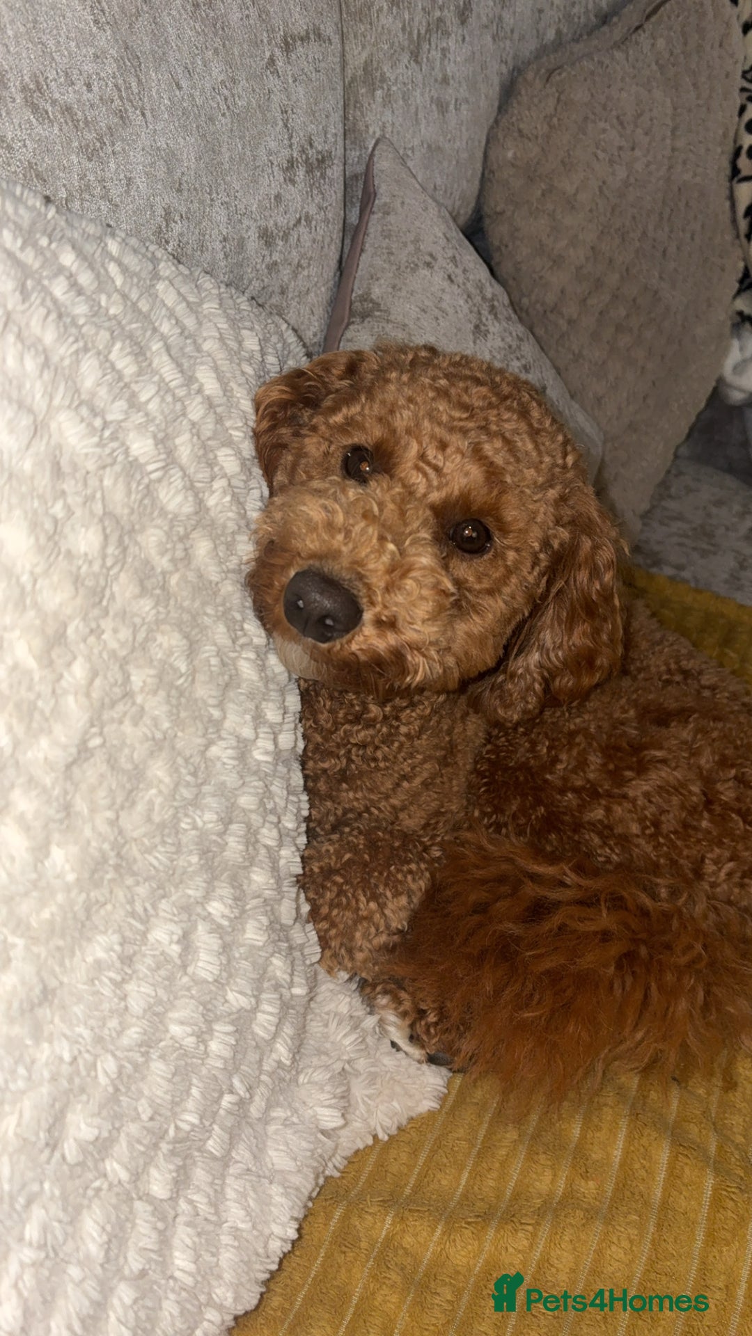 Cavapoo dogs for stud: Red cavapoo - Image 2