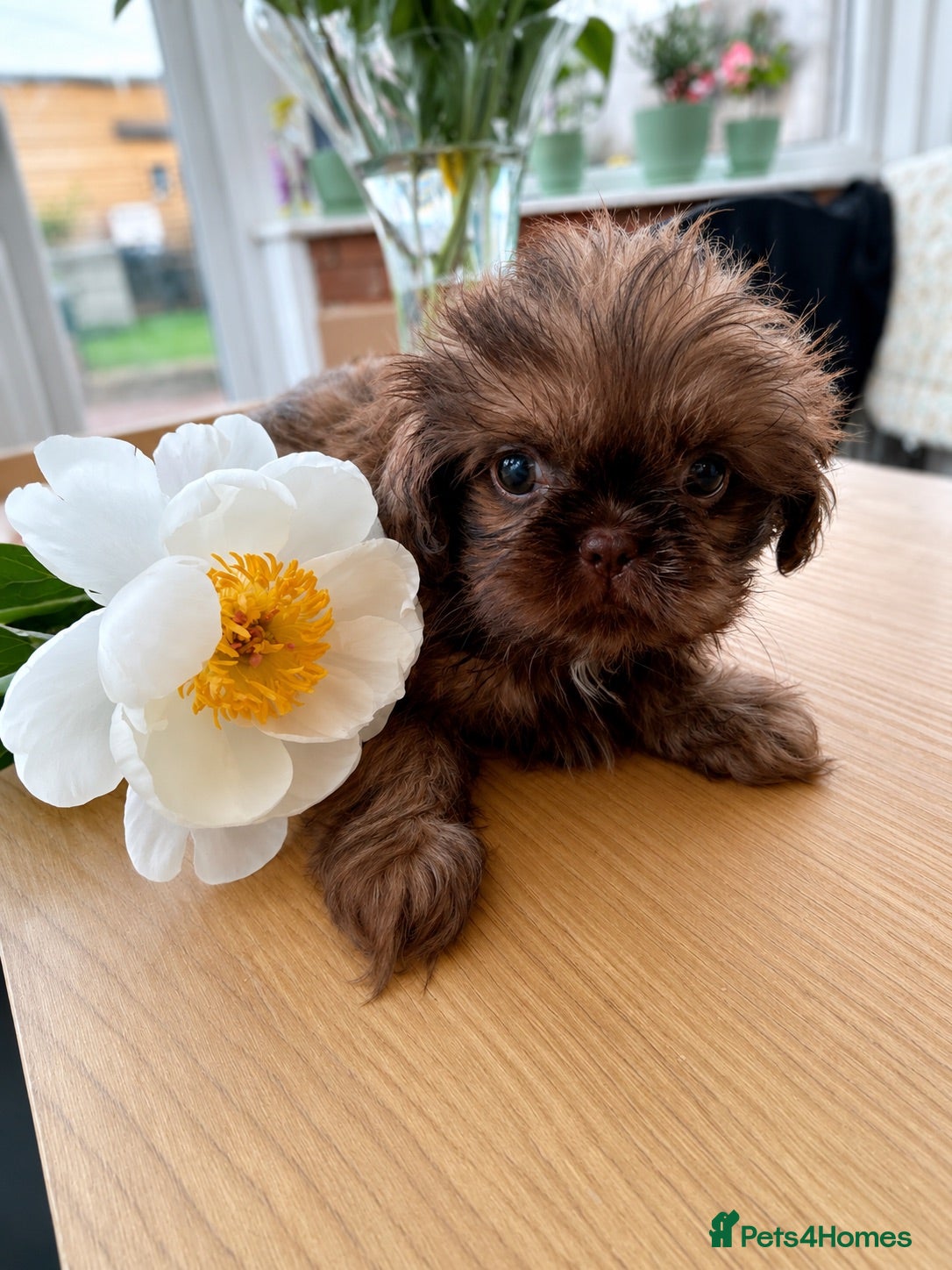 Shih Tzu dogs Ready next week KC Reg & Health Tested - Advert 1