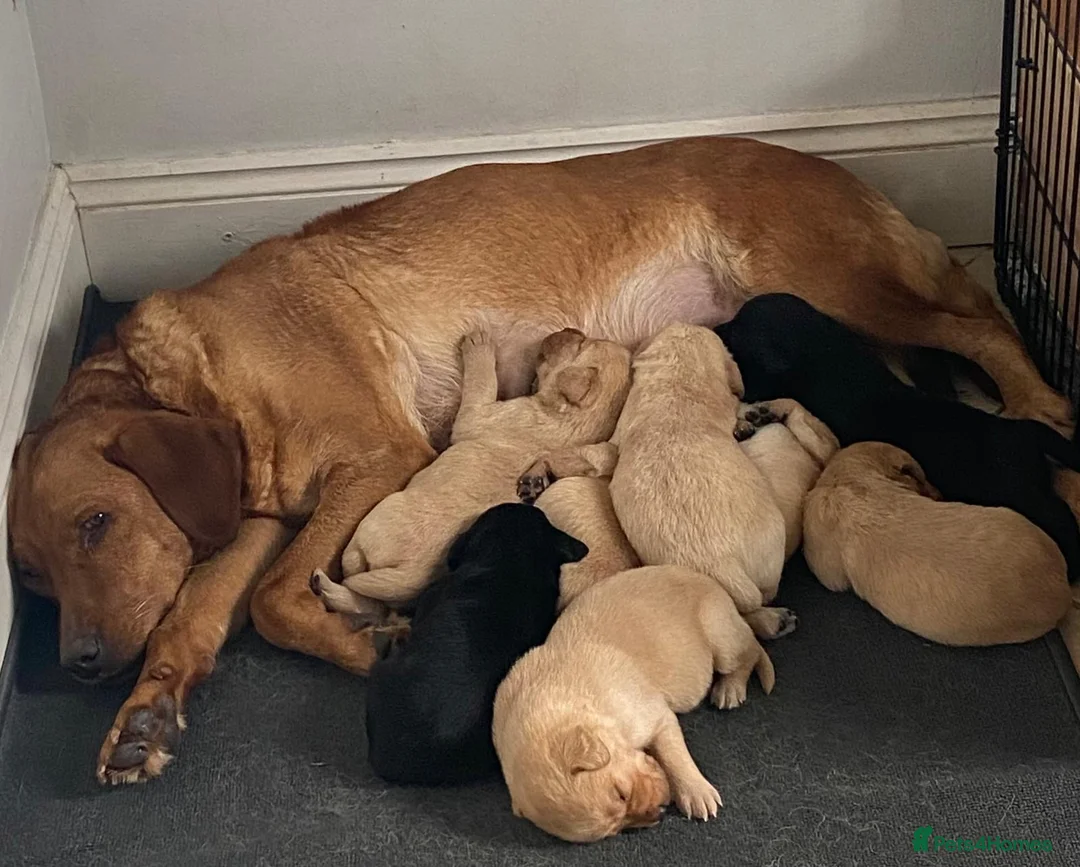 Labrador Retriever dogs for sale: Adorable Pedigree Labrador Puppies  - Advert 2