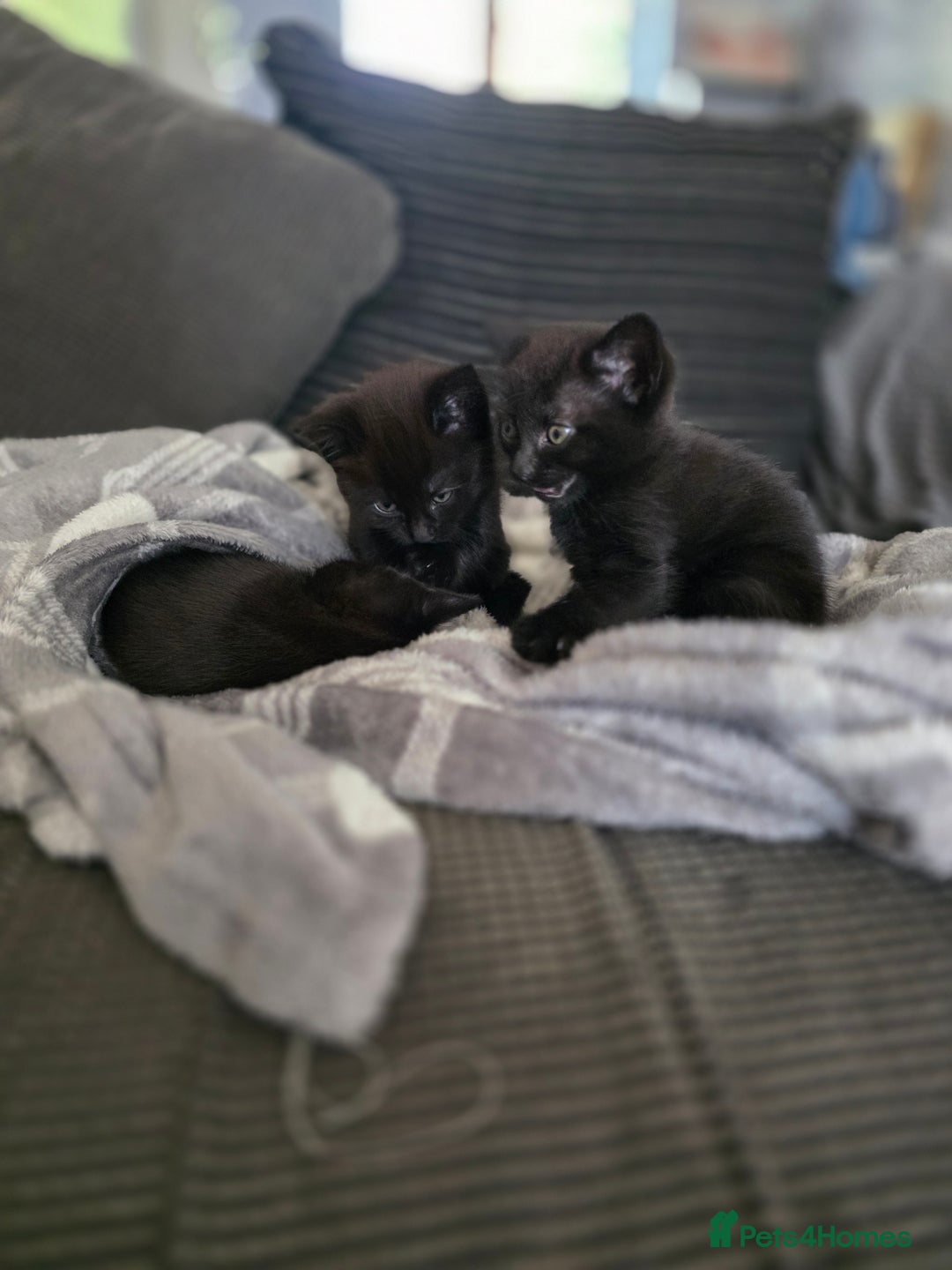 British Shorthair cats for sale: Kittens - Image 2