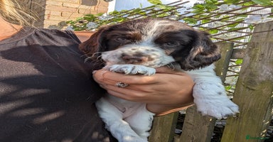 Cocker Spaniel dogs - Advert 1