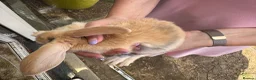 Lionhead rabbits for sale: Lop lionheads- ready now - Advert 5