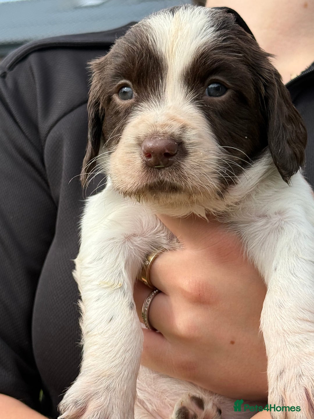 English Springer Spaniel dogs for sale: Springer spaniel puppies for sale  - Image 7