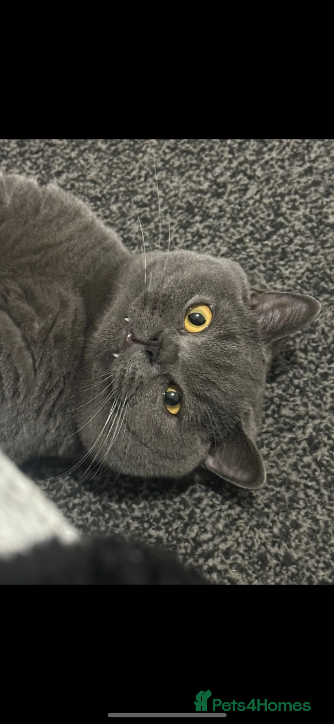 British Shorthair cats for sale: British short hair grey shadow  - Advert 2