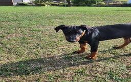Dobermann dogs for sale: 1 Female available kc reg working line dobermann in Durham - Image 11