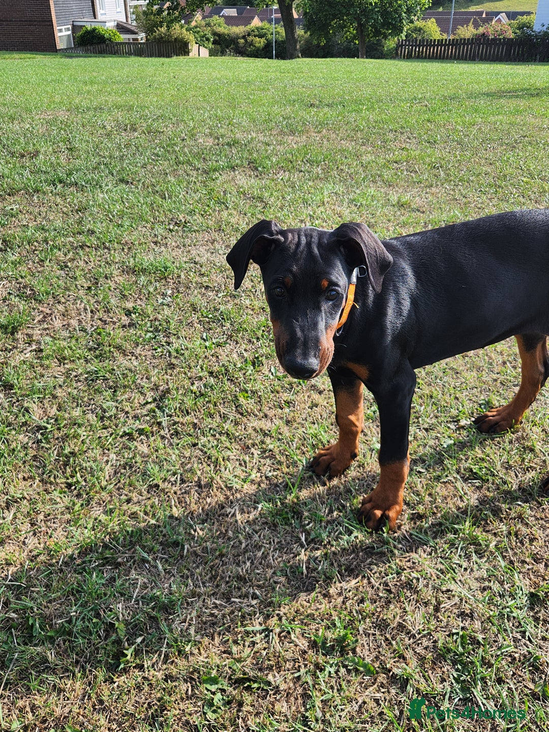 Dobermann dogs for sale: 1 Female available kc reg working line dobermann in Durham - Image 11