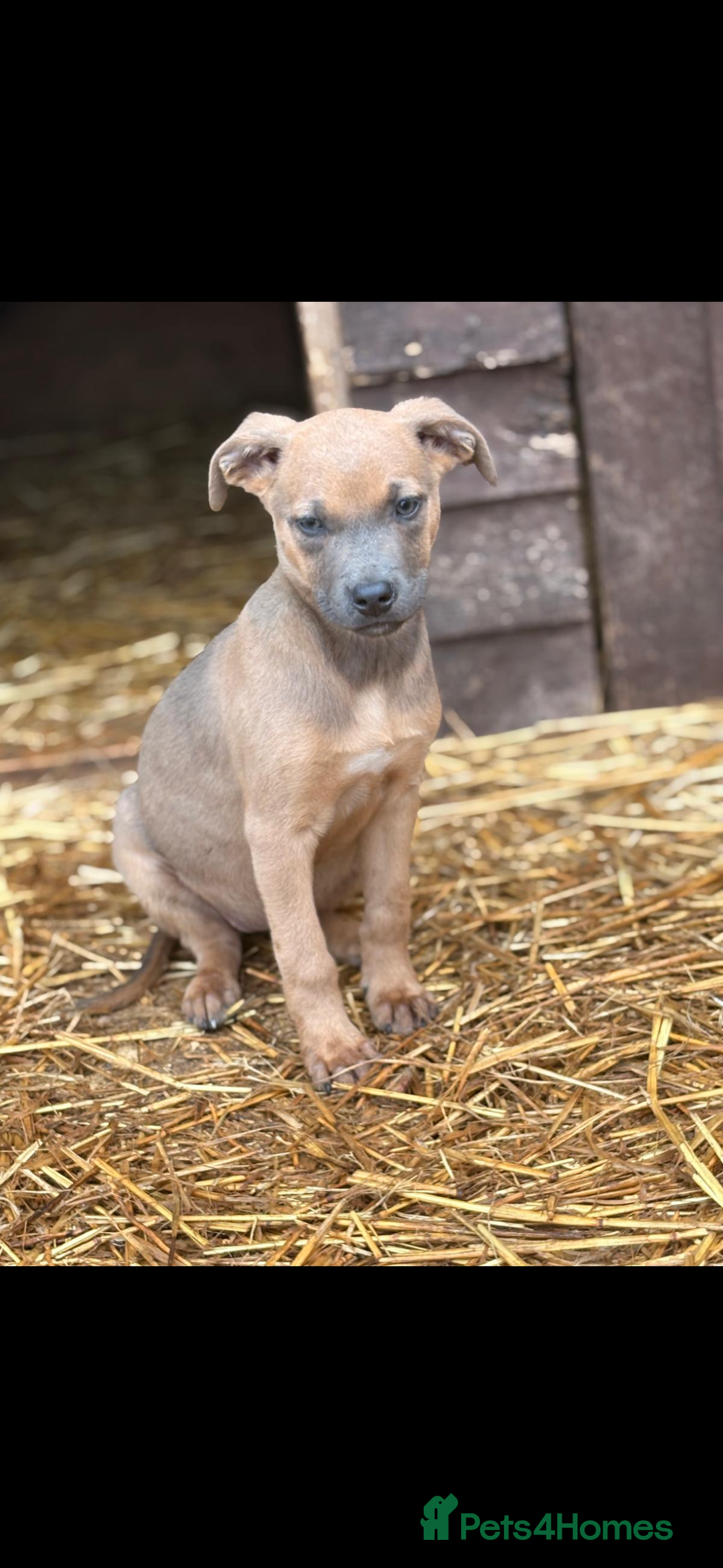 Mixed Breed dogs for sale: Mr crump  - Advert 2