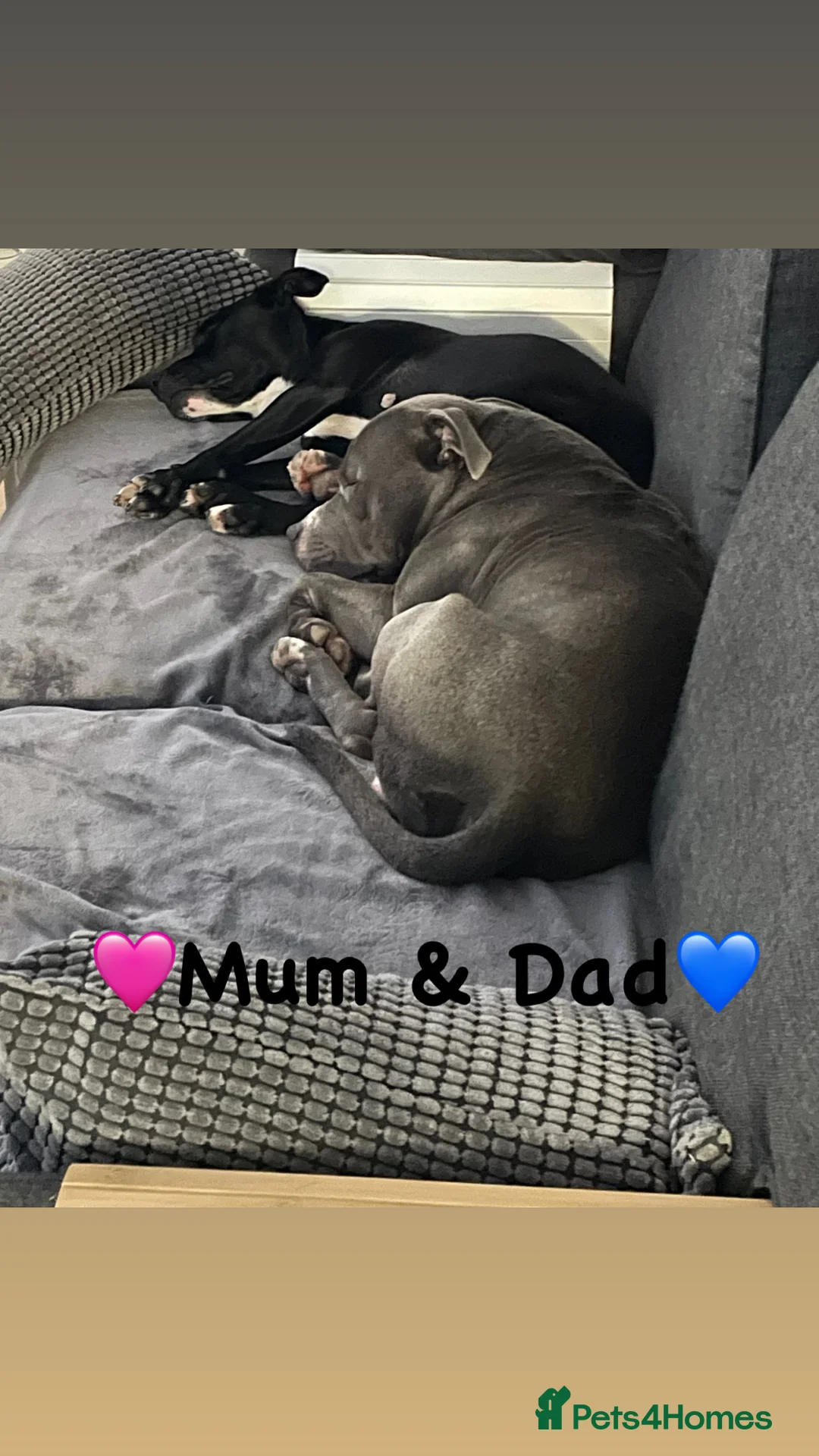 Staffordshire Bull Terrier dogs for sale: Staffordshire Bull Terrier Pups 💙🩷 - Advert 10