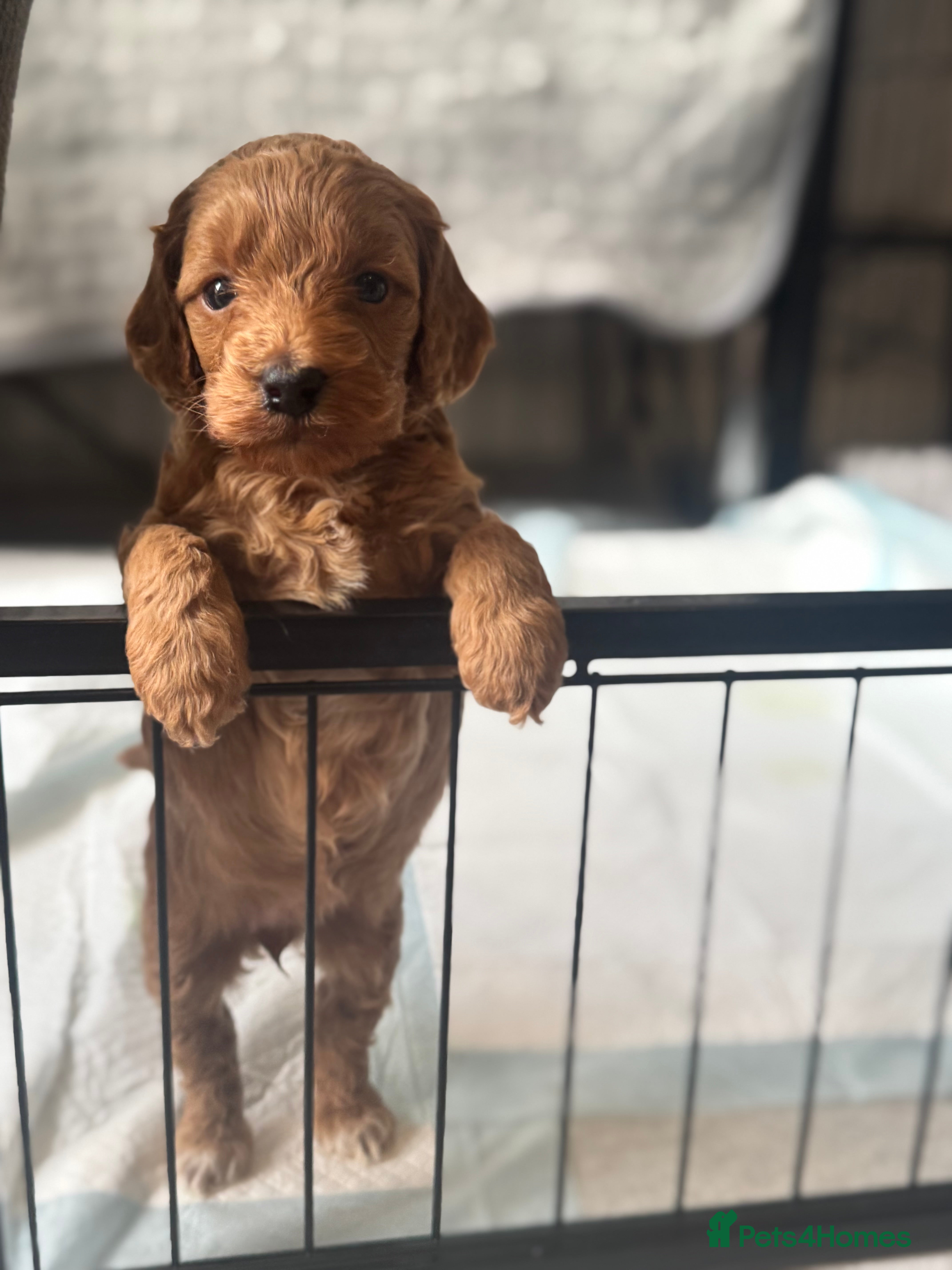 Cockapoo dogs 1 Beautiful F1bb toy cockapoo left - Advert 8