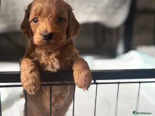 Cockapoo dogs 1 Beautiful F1bb toy cockapoo left - Advert 8