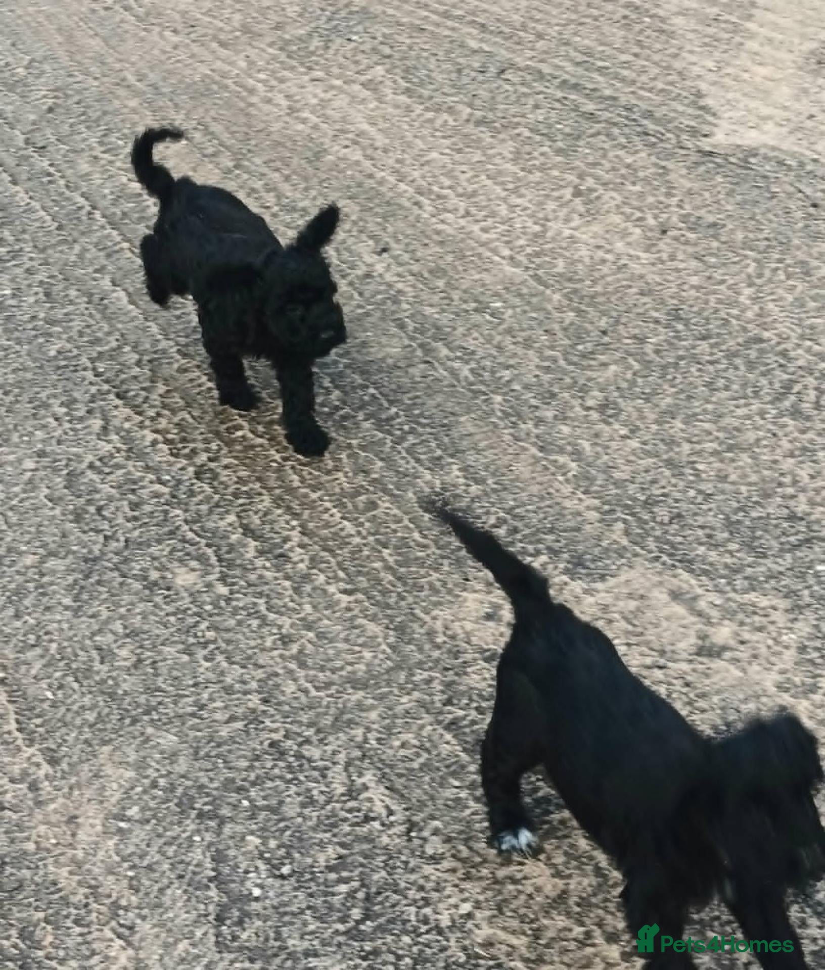 Sproodle dogs for sale: READY NOW SPROODLE PUPPY FROM 5* LICENCED BREEDER - Advert 3