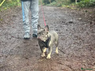French Bulldog dogs Lilac and tan French bulldog carries Isabella - Advert 5