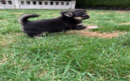 Chihuahua dogs for sale: Adorable semi long coat chihuahua puppies - Image 11