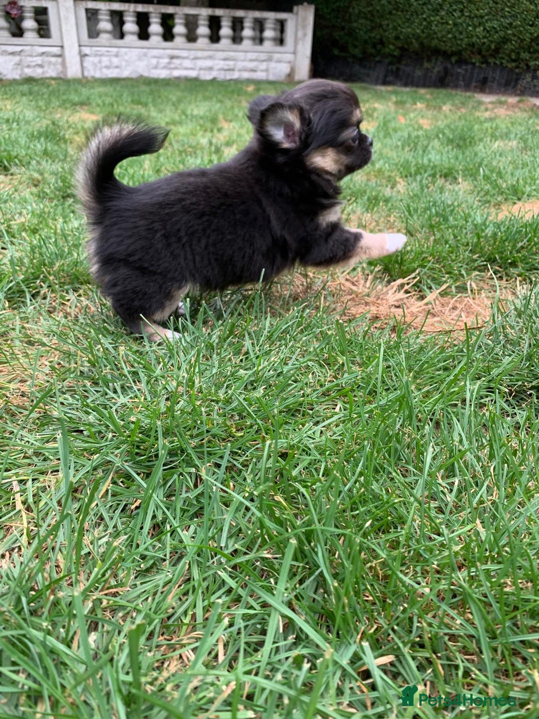 Chihuahua dogs for sale: Adorable semi long coat chihuahua puppies - Image 11