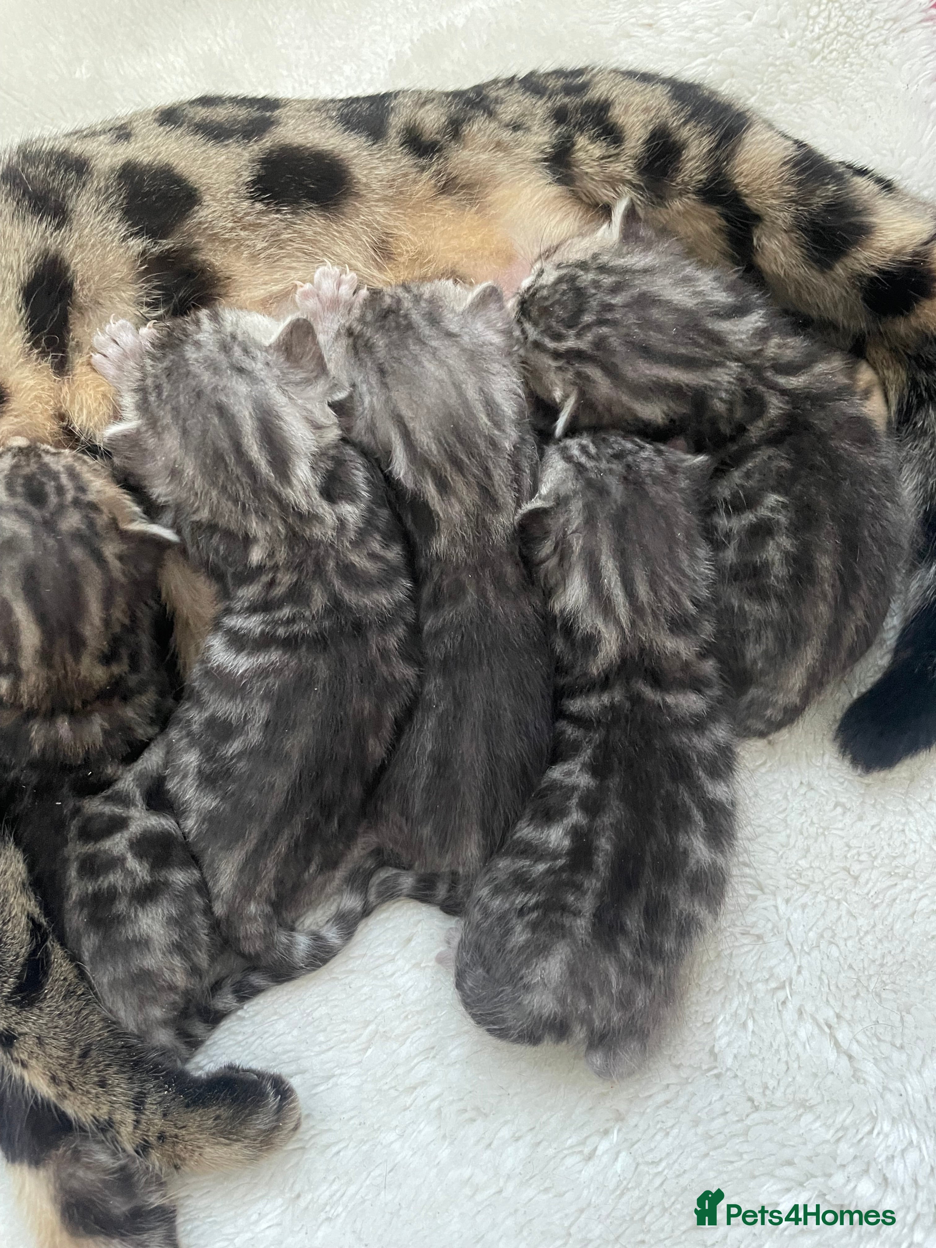 Bengal cats Incredibly beautiful Bengals kittens TICA  - Advert 2