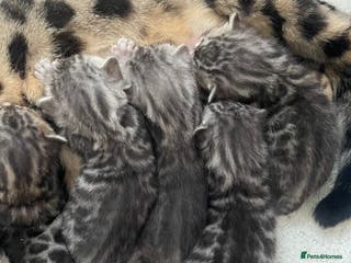 Bengal cats Incredibly beautiful Bengals kittens TICA - Advert 4