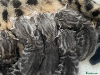 Bengal cats Incredibly beautiful Bengals kittens TICA - Advert 2