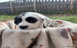 Mixed Breed dogs for sale: long haired Boxapoints - Image 18