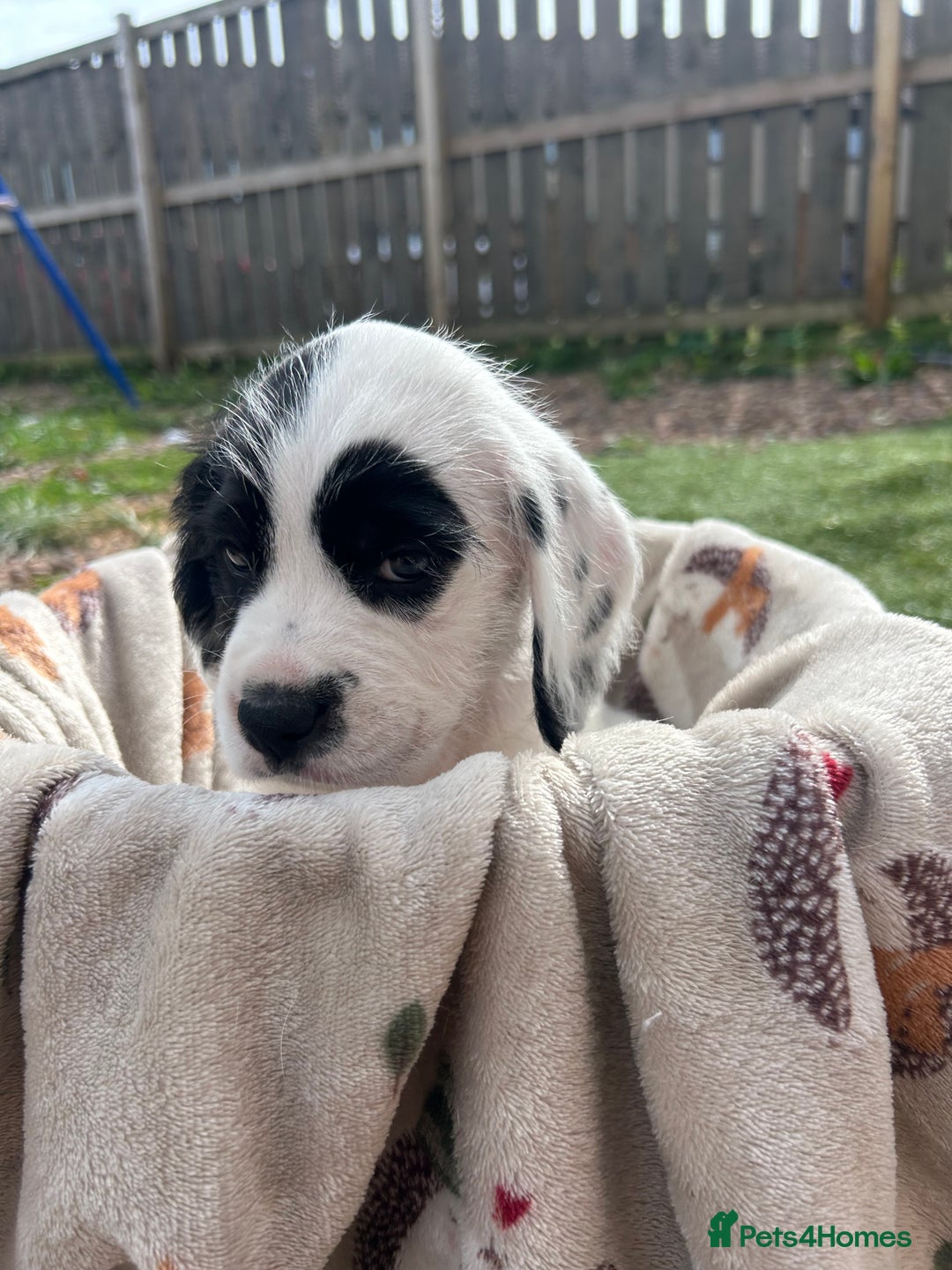 Mixed Breed dogs for sale: long haired Boxapoints - Image 18