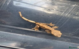 Gecko reptiles for sale: Crested geckos  - Image 3
