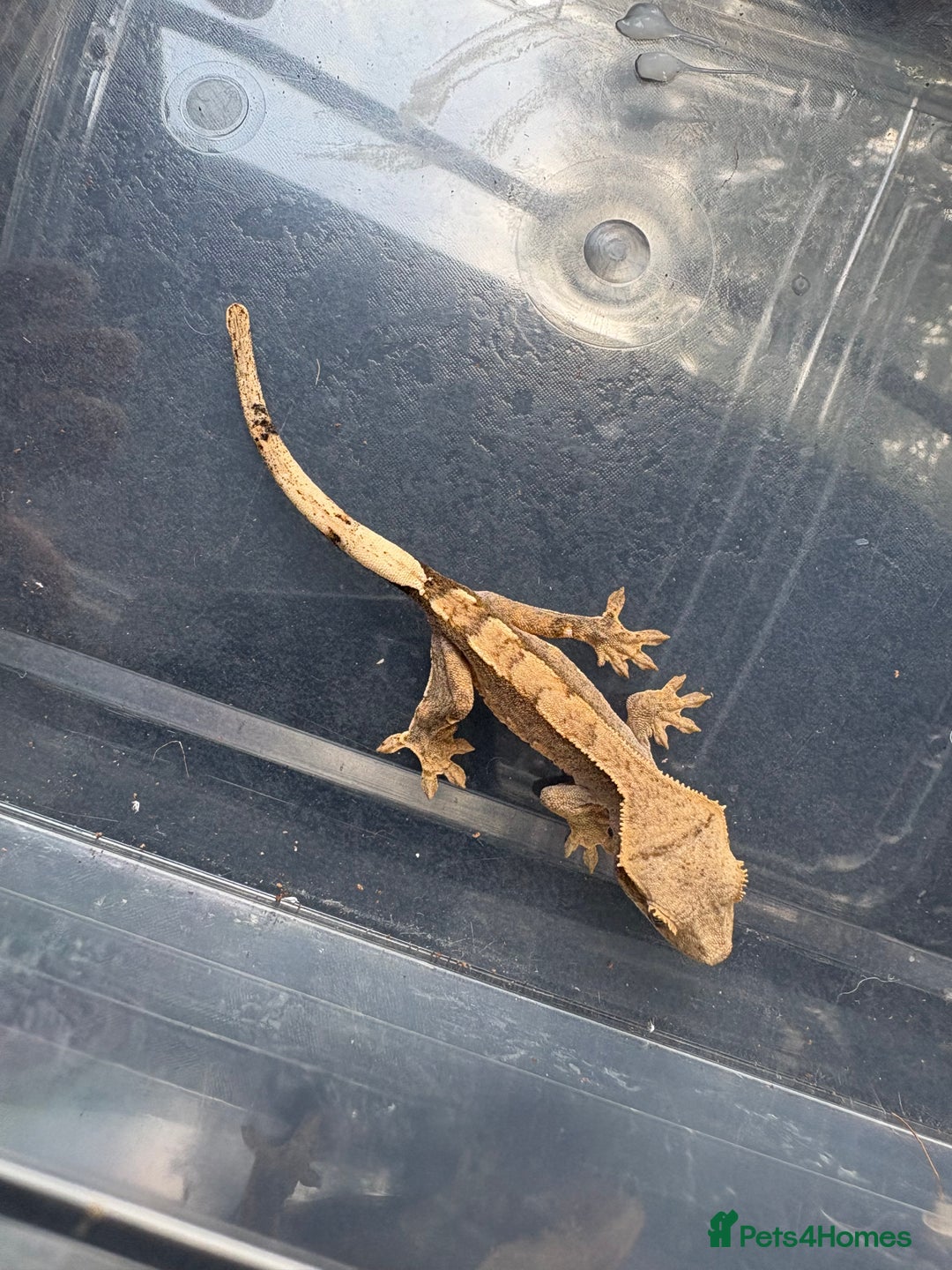 Gecko reptiles for sale: Crested geckos  - Image 3