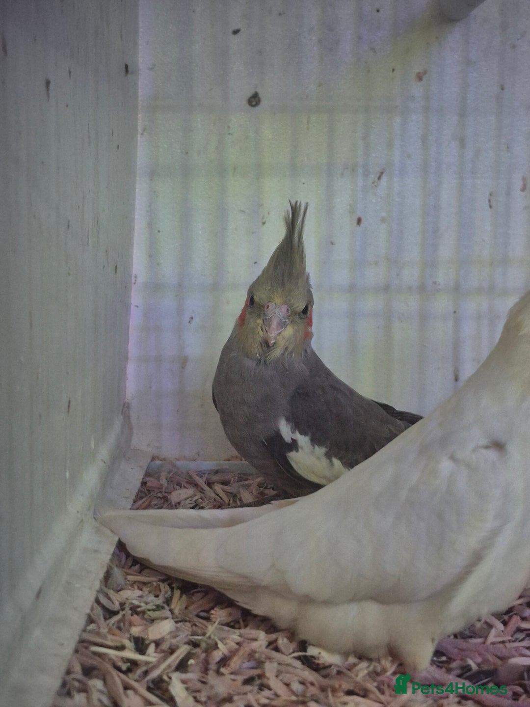 Cockatiels birds for sale: Baby and Adult Cockatiels ready to be tamed - Image 4