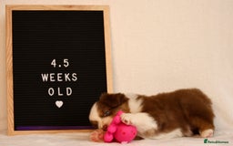 Australian Shepherd dogs for sale: KC Australian Shepherd Puppies  - Image 10